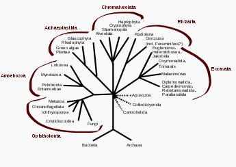 One hypothesis of eukaryotic relationships